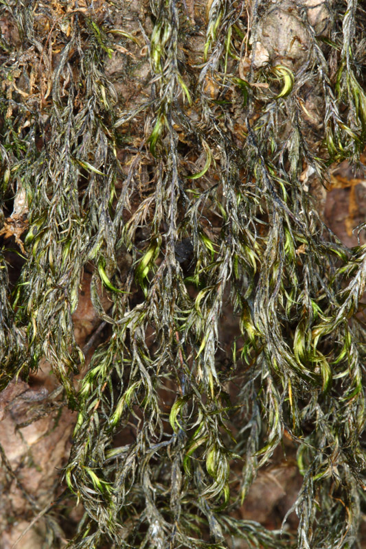 Dichelyma pallescens